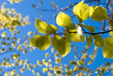 Forårs billede med grønne blade og blå himmel